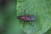 Hydrophoria lancifer
